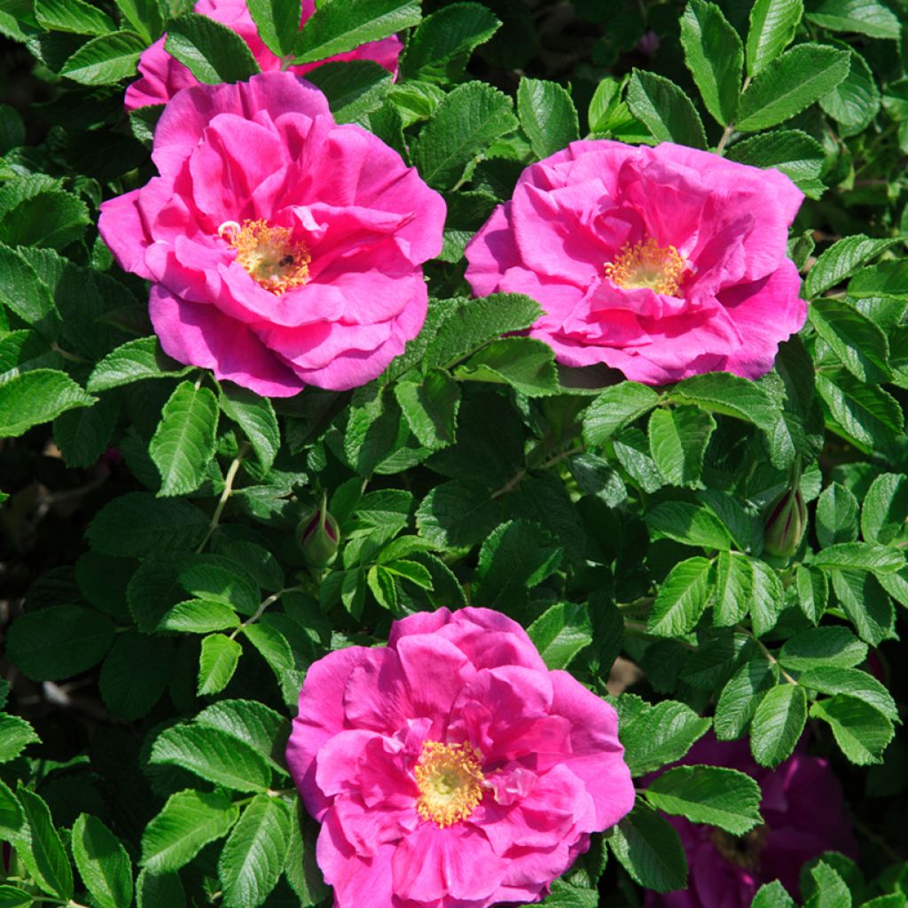 Rosa x rugosa 'Roseraie de l'Haÿ' - Rugosa Rose