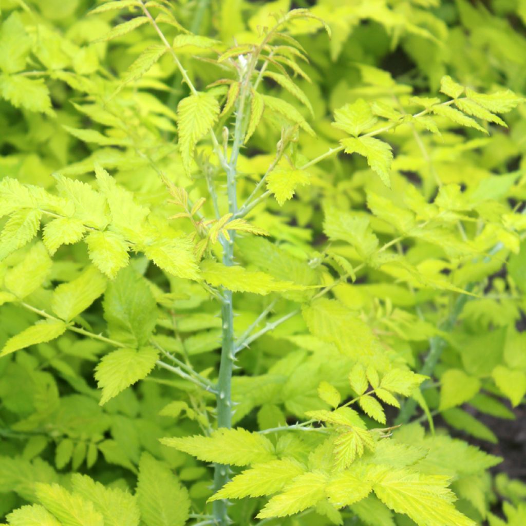 Rubus cockburnianus 'Wyego' GOLDEN VALE