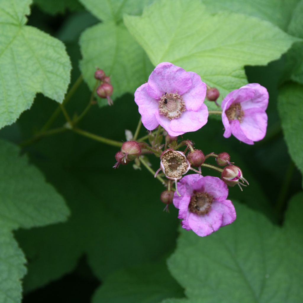 Rubus odoratus