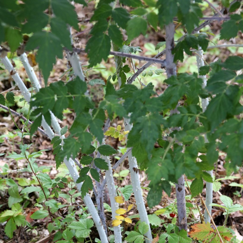 Rubus thibetanus Silver Fern