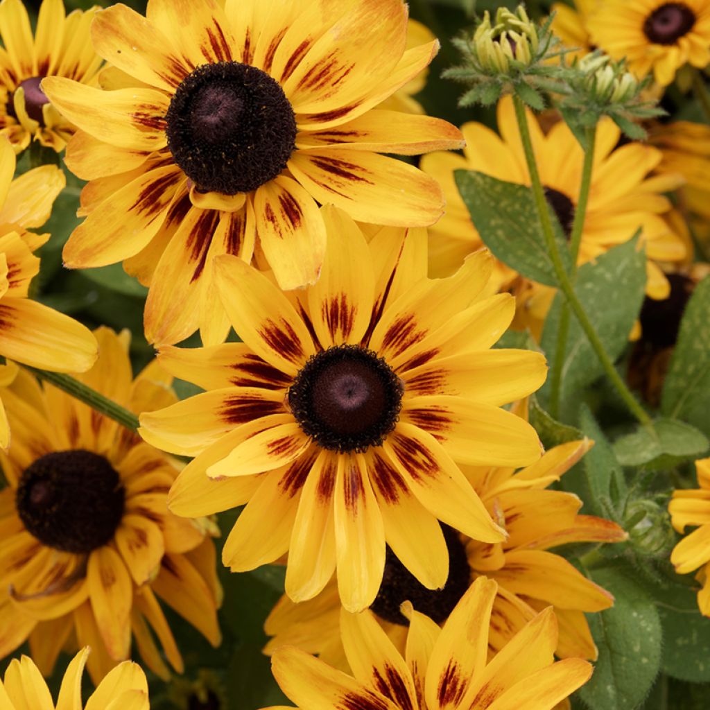 Rudbeckia Giggling SmileyZ - Echinacée hybride