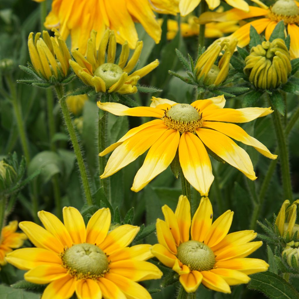 Rudbeckia hirta Prairie Sun