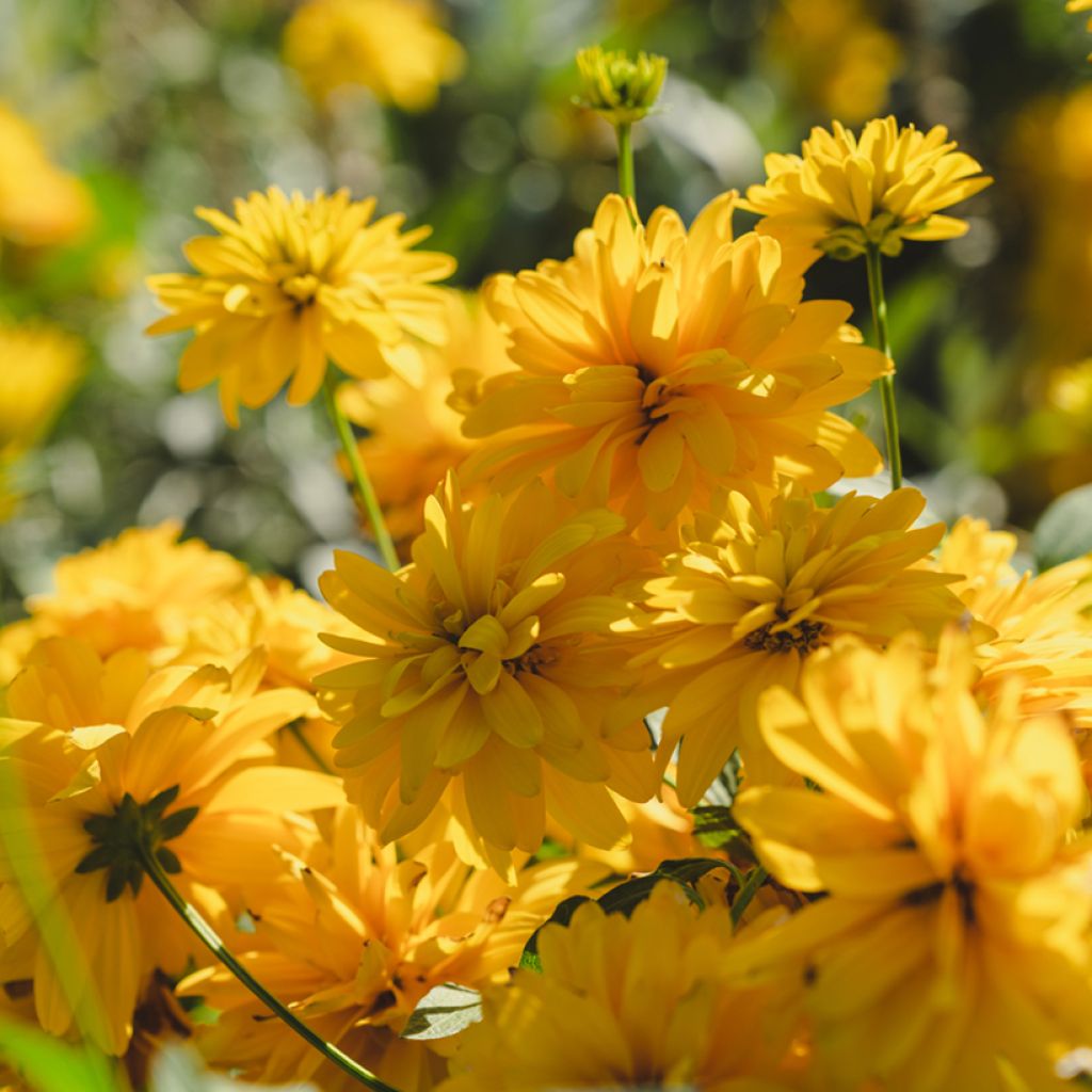 Rudbeckia laciniata 'Goldquelle'