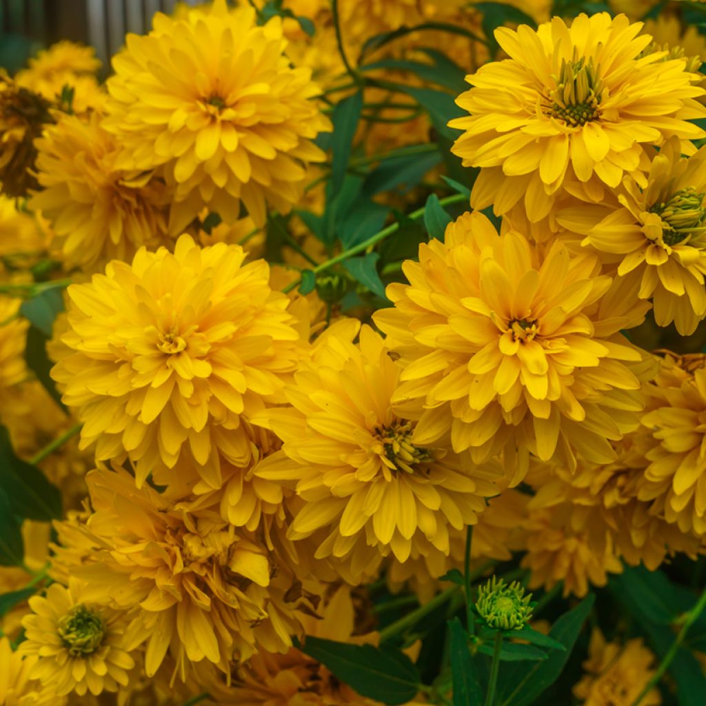 Rudbeckia laciniata 'Goldquelle'