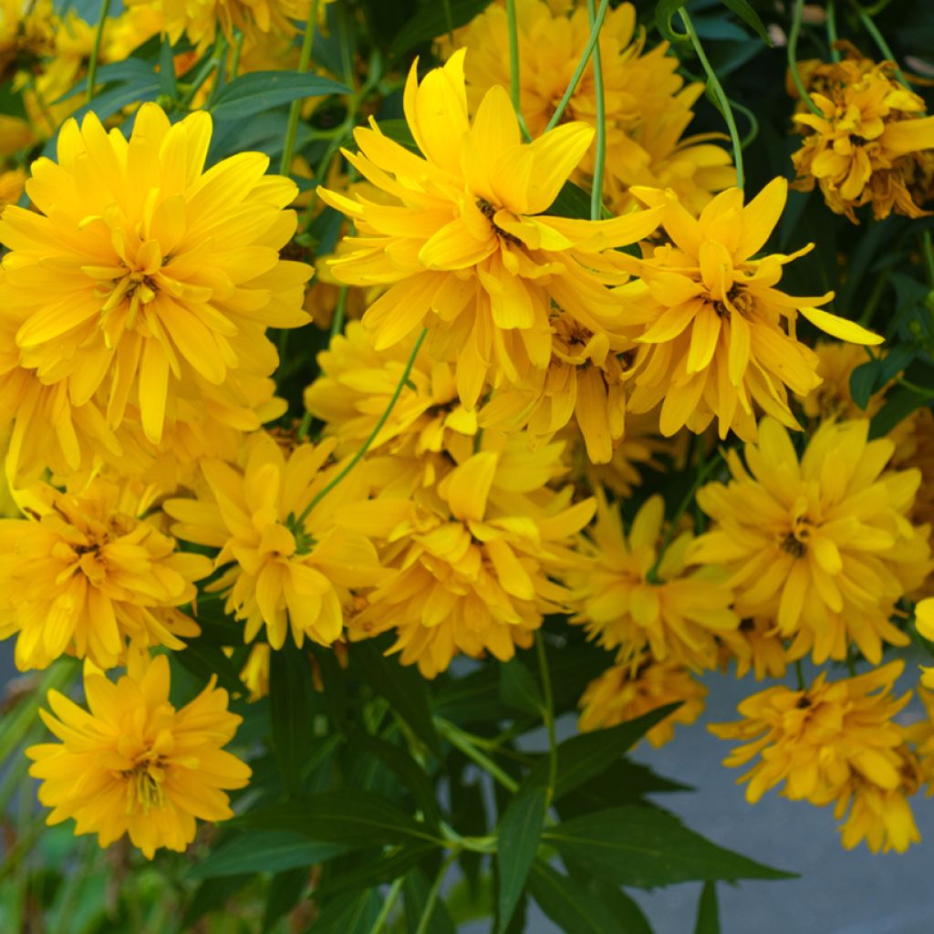 Rudbeckia laciniata 'Goldquelle'