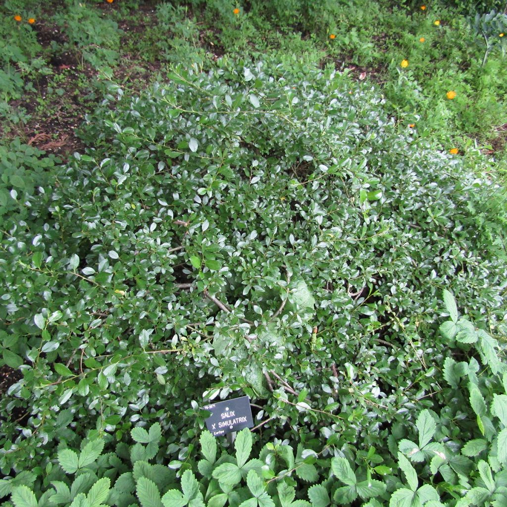 Salix simulatrix - Dwarf willow