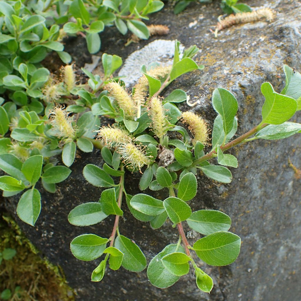 Salix simulatrix - Dwarf willow