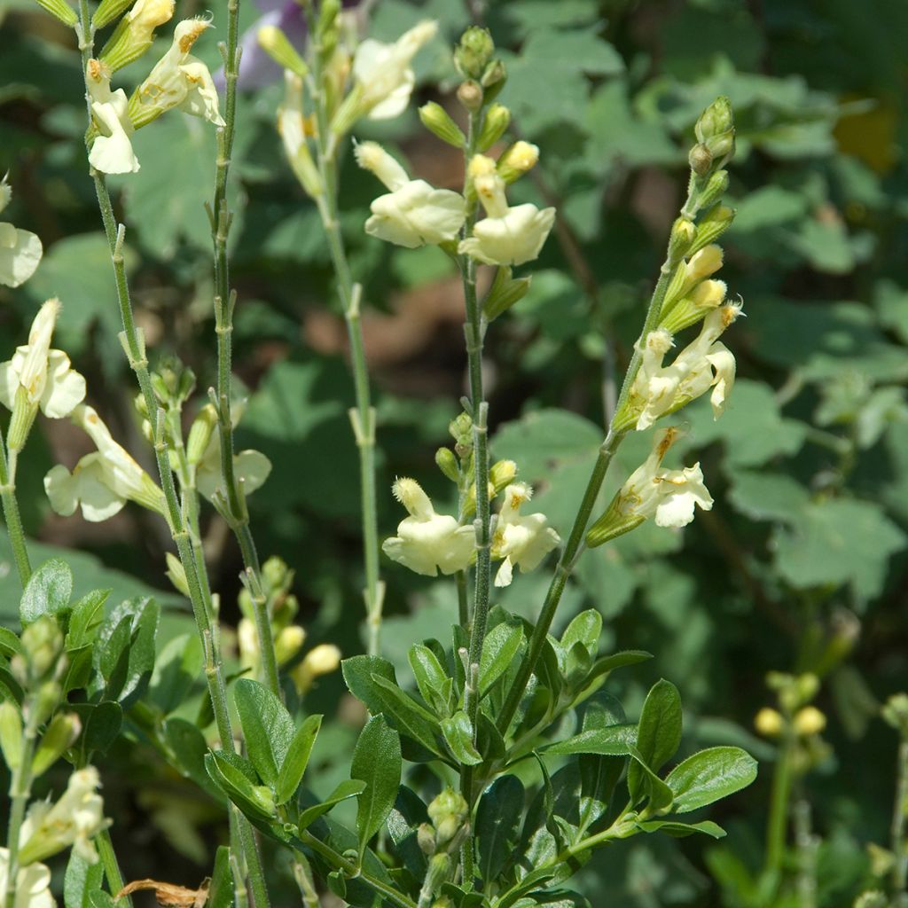 Salvia greggii Sungold (Devon Cream)