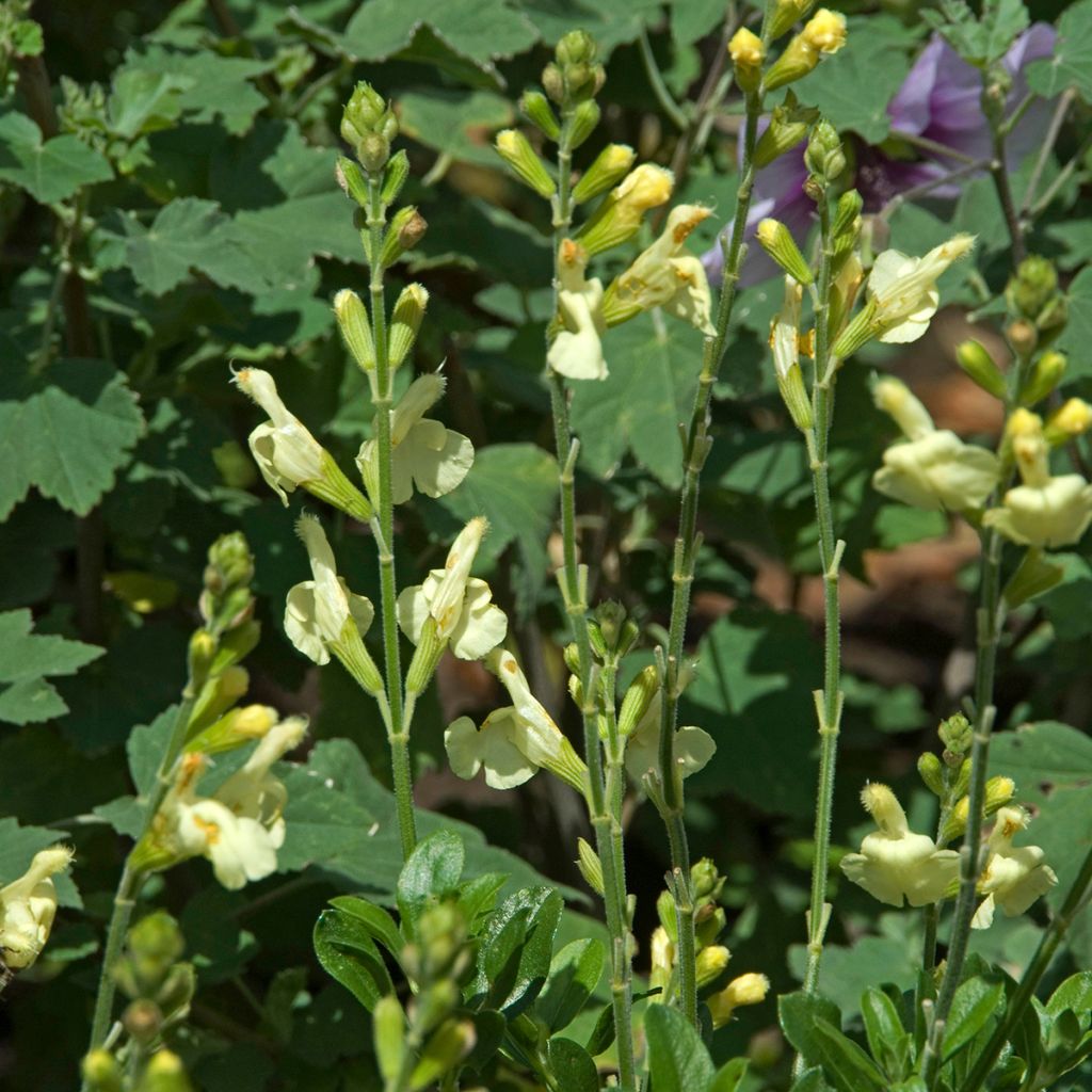 Salvia greggii Sungold (Devon Cream)