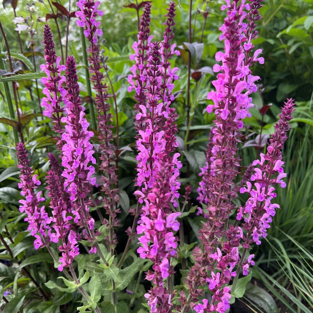 Salvia x sylvestris Lyrical Katsjing