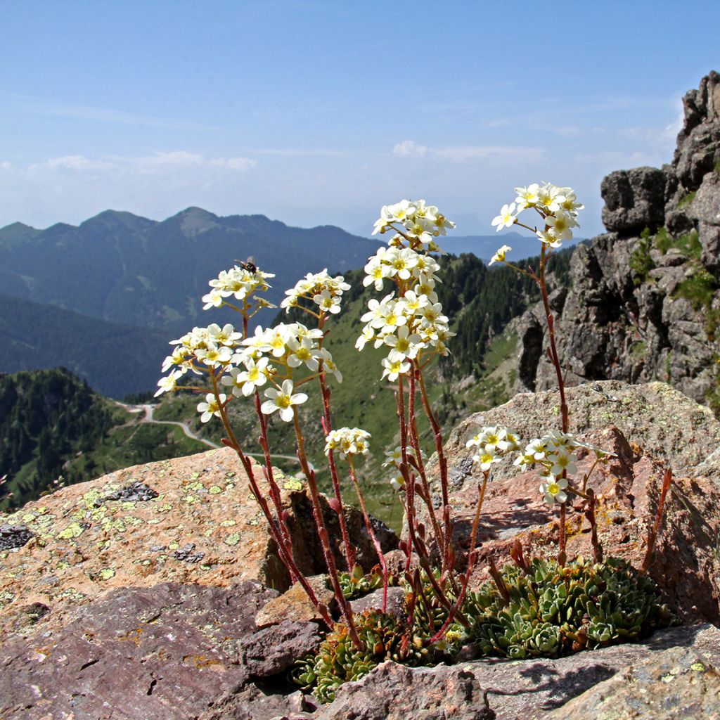 Saxifraga paniculata var. minutifolia Minutifolia