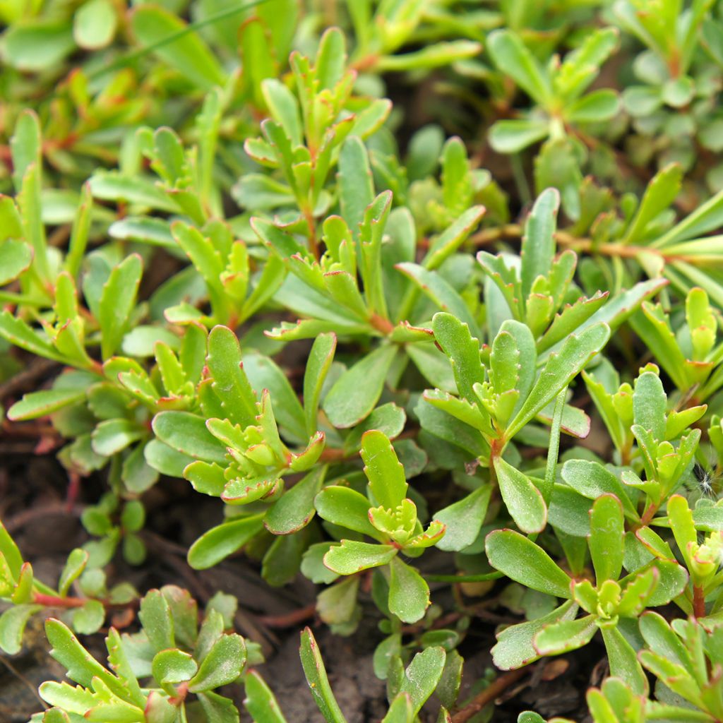 Sedum kamtschaticum var. middendorffianum var. middendorffianum