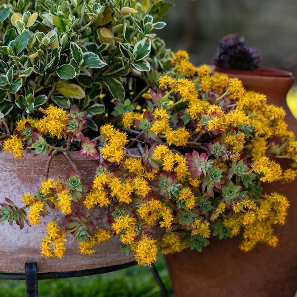 Sedum palmeri 