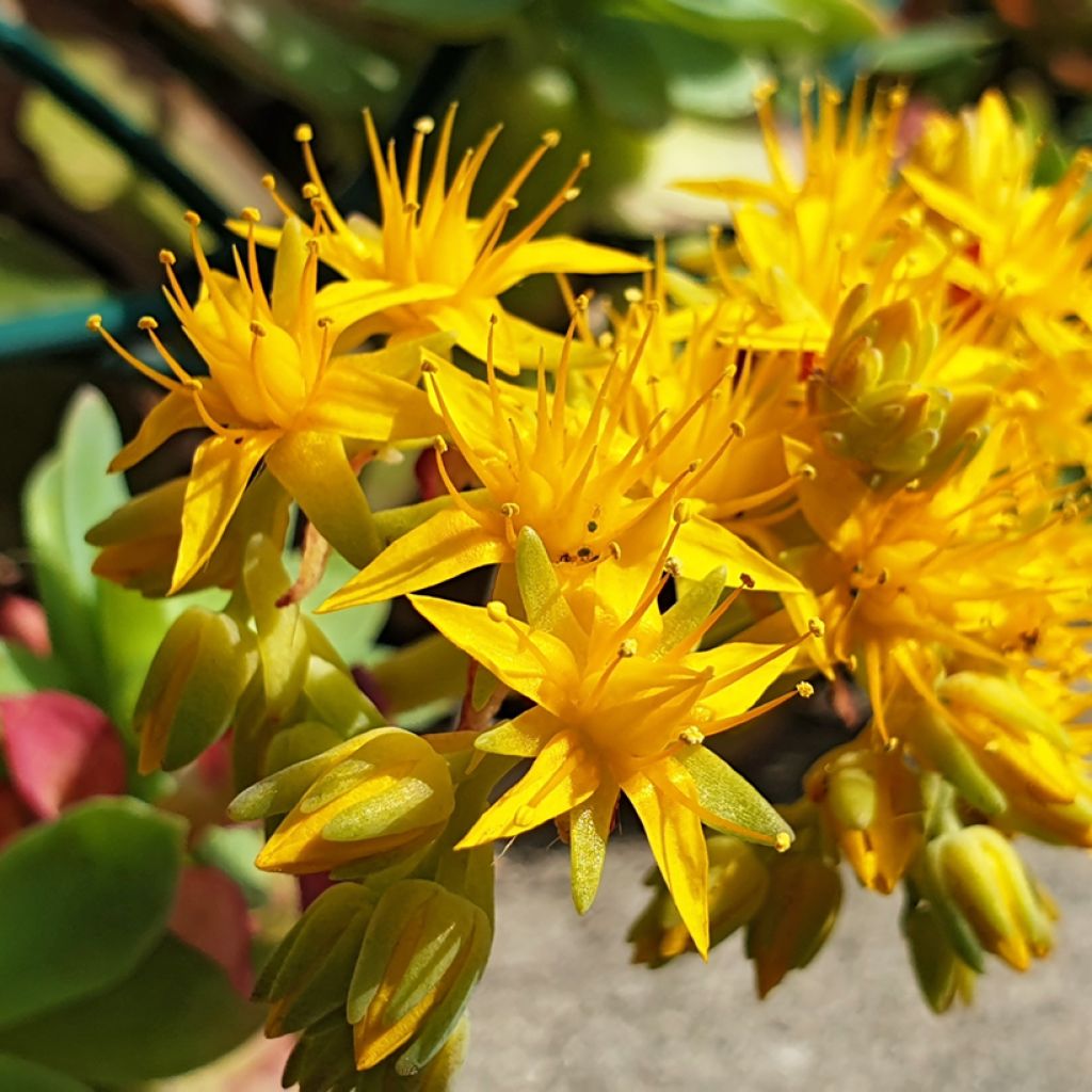 Sedum palmeri 