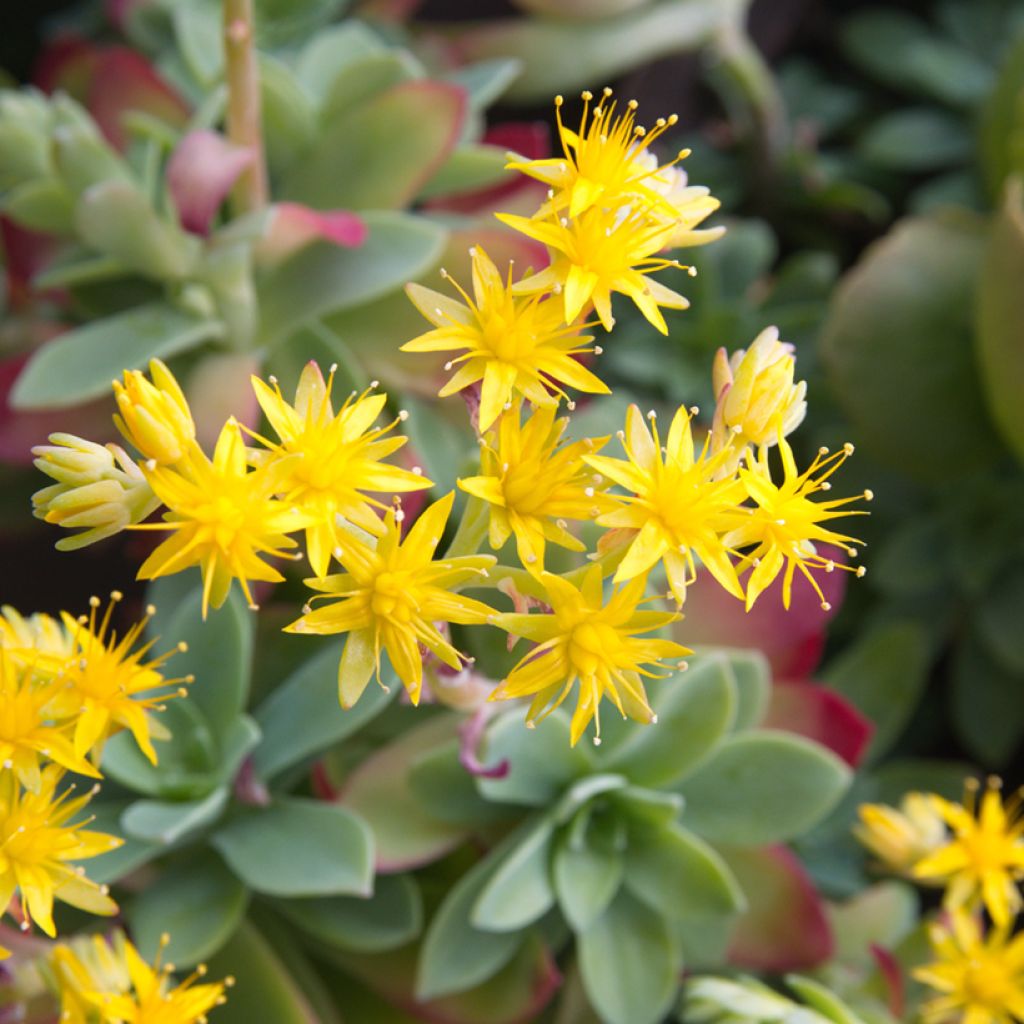 Sedum palmeri 