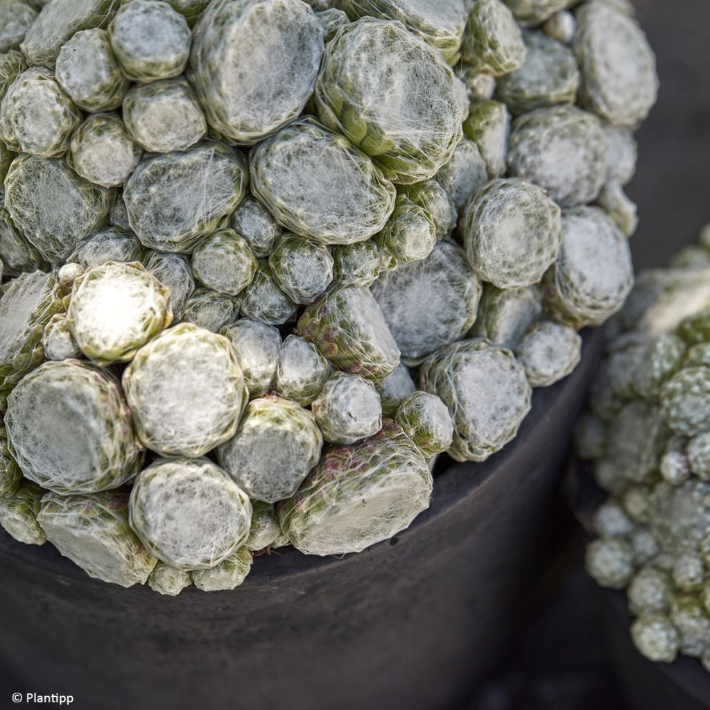 Sempervivum Arctic White 