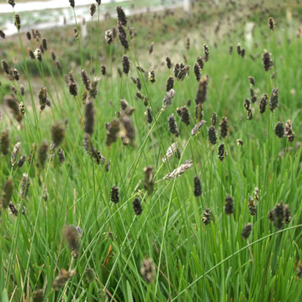 Sesleria sadleriana 