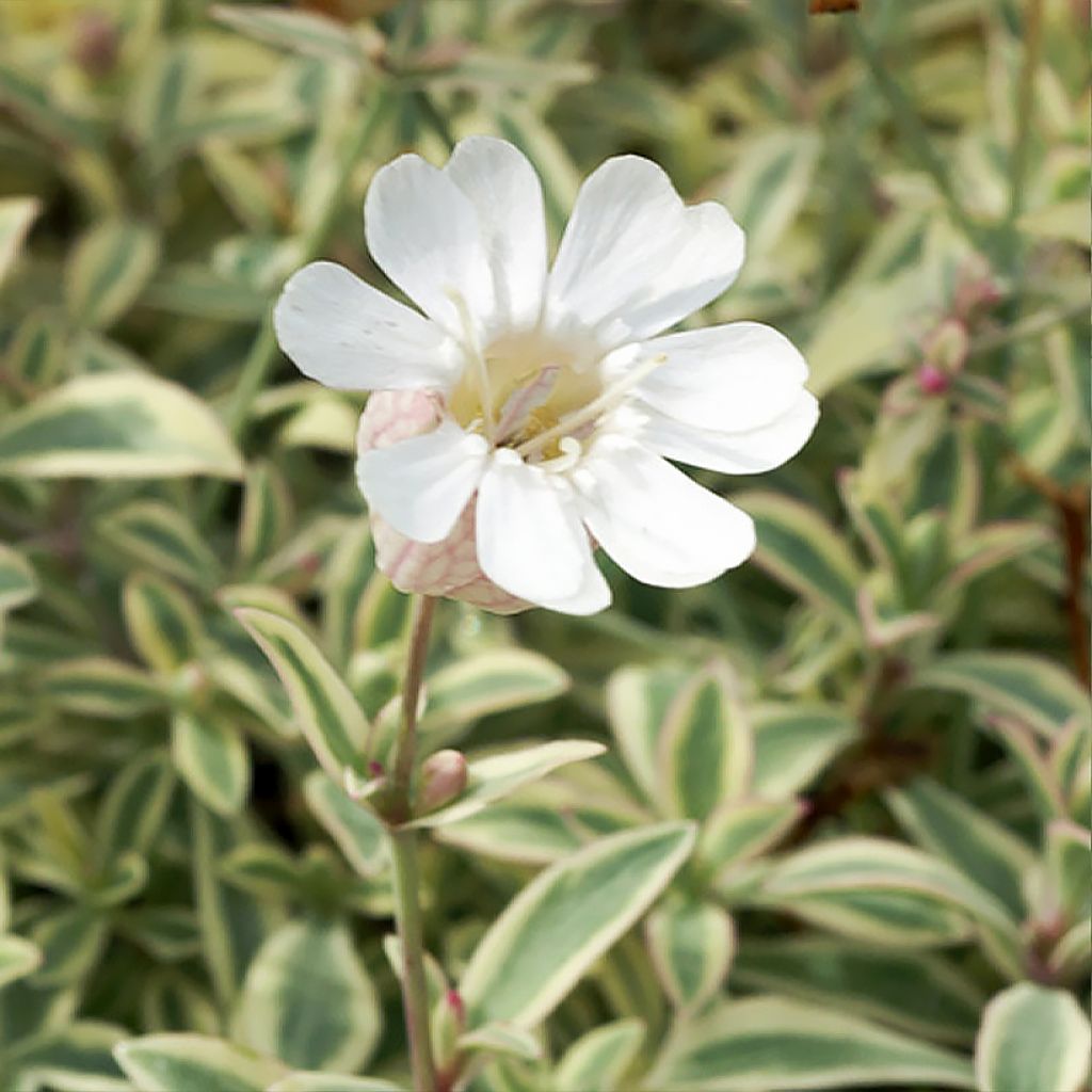 Silene maritima Druett's Variegated