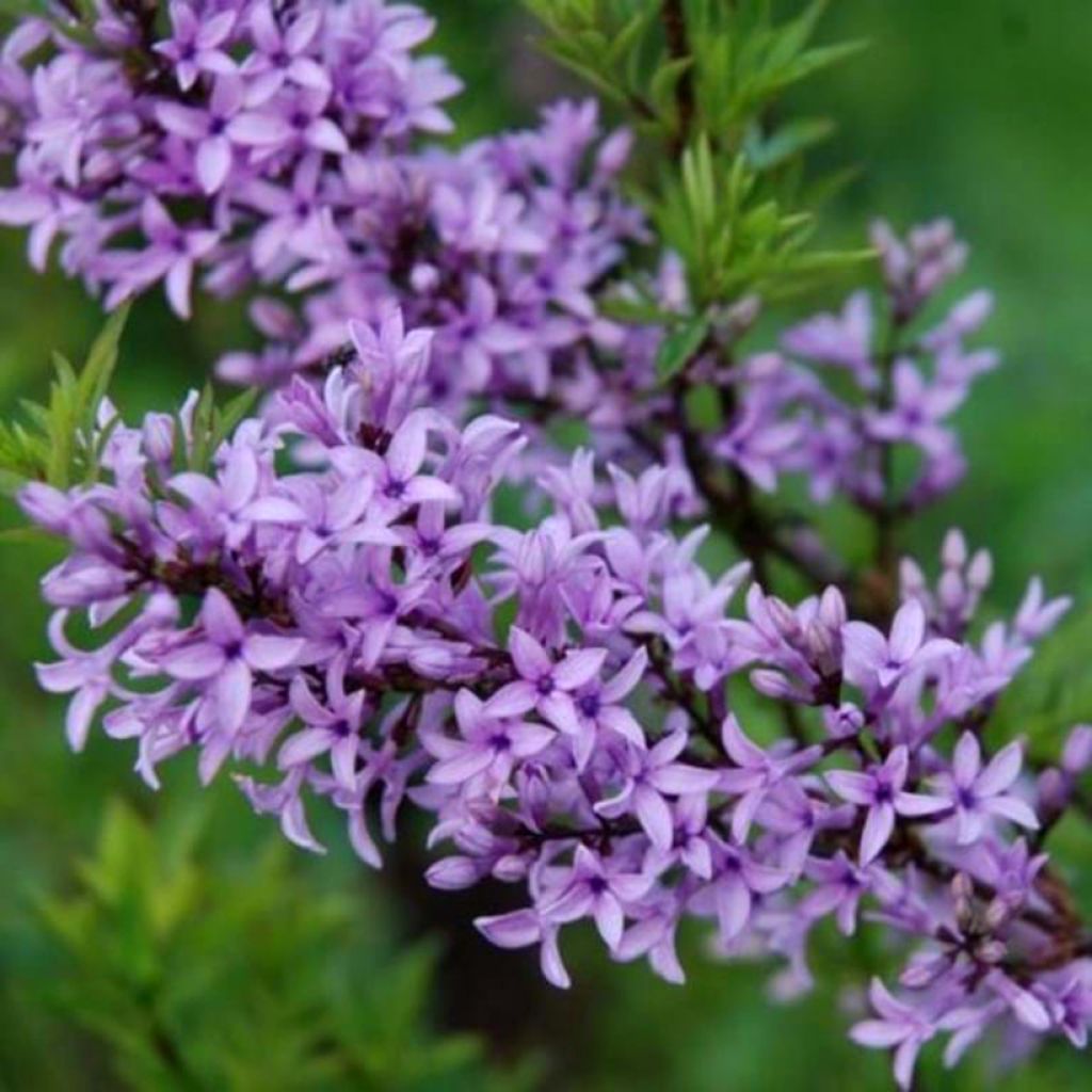 Syringa afghanica - Afghan Lilac