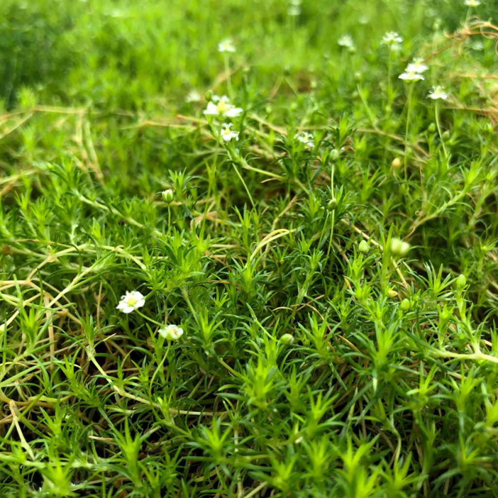 Sagina subulata Scottish Moss