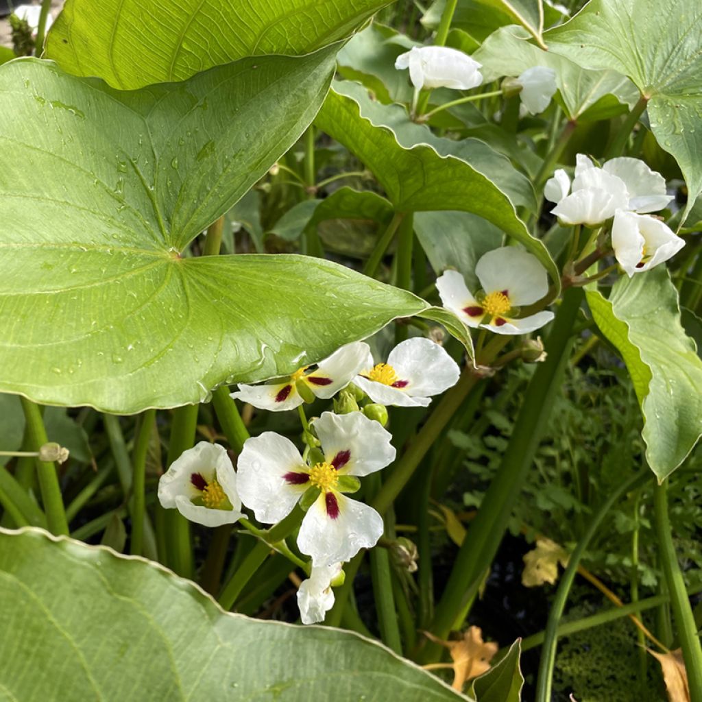 Sagittaria montevidensis - Giant Arrowhead