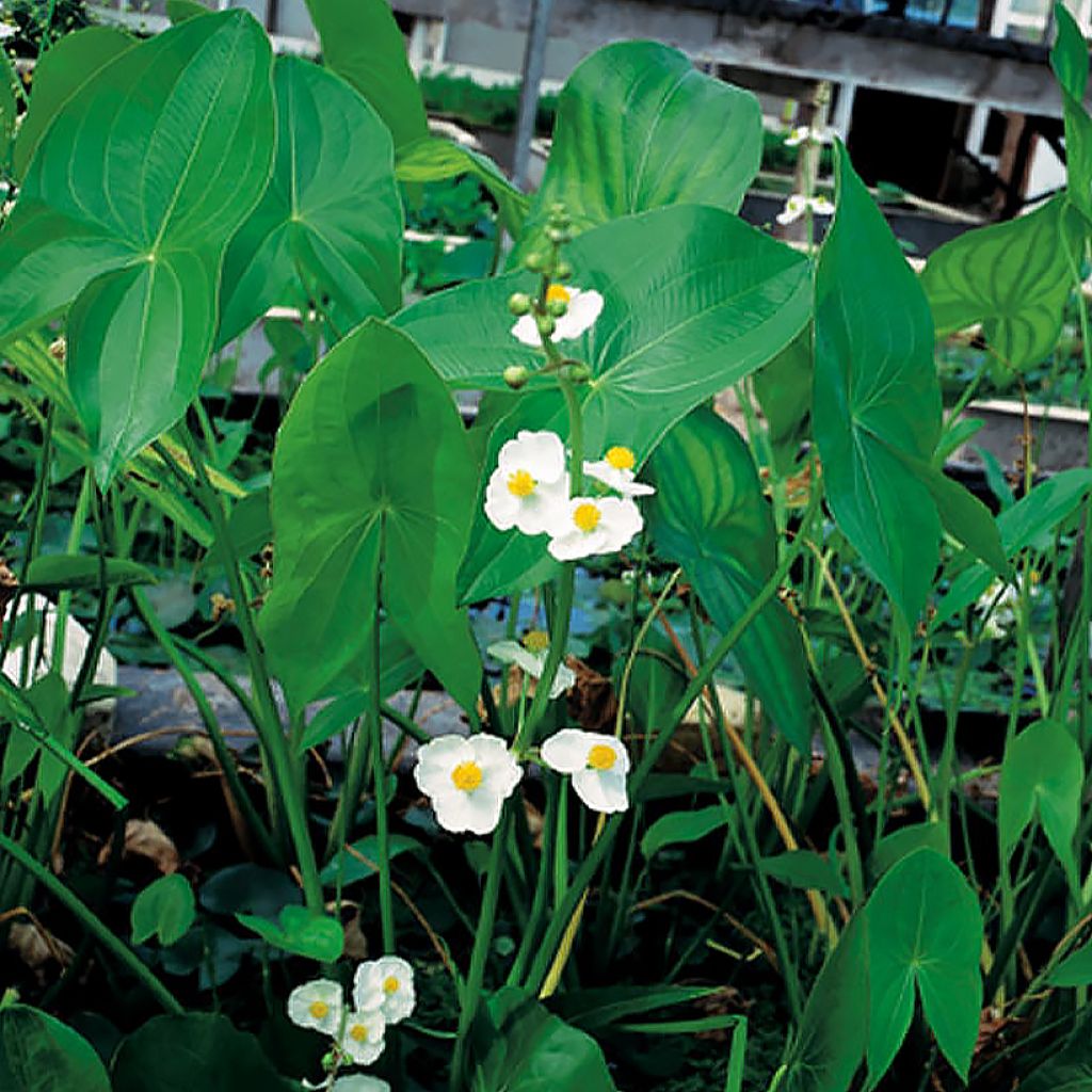 Sagittaria latifolia 