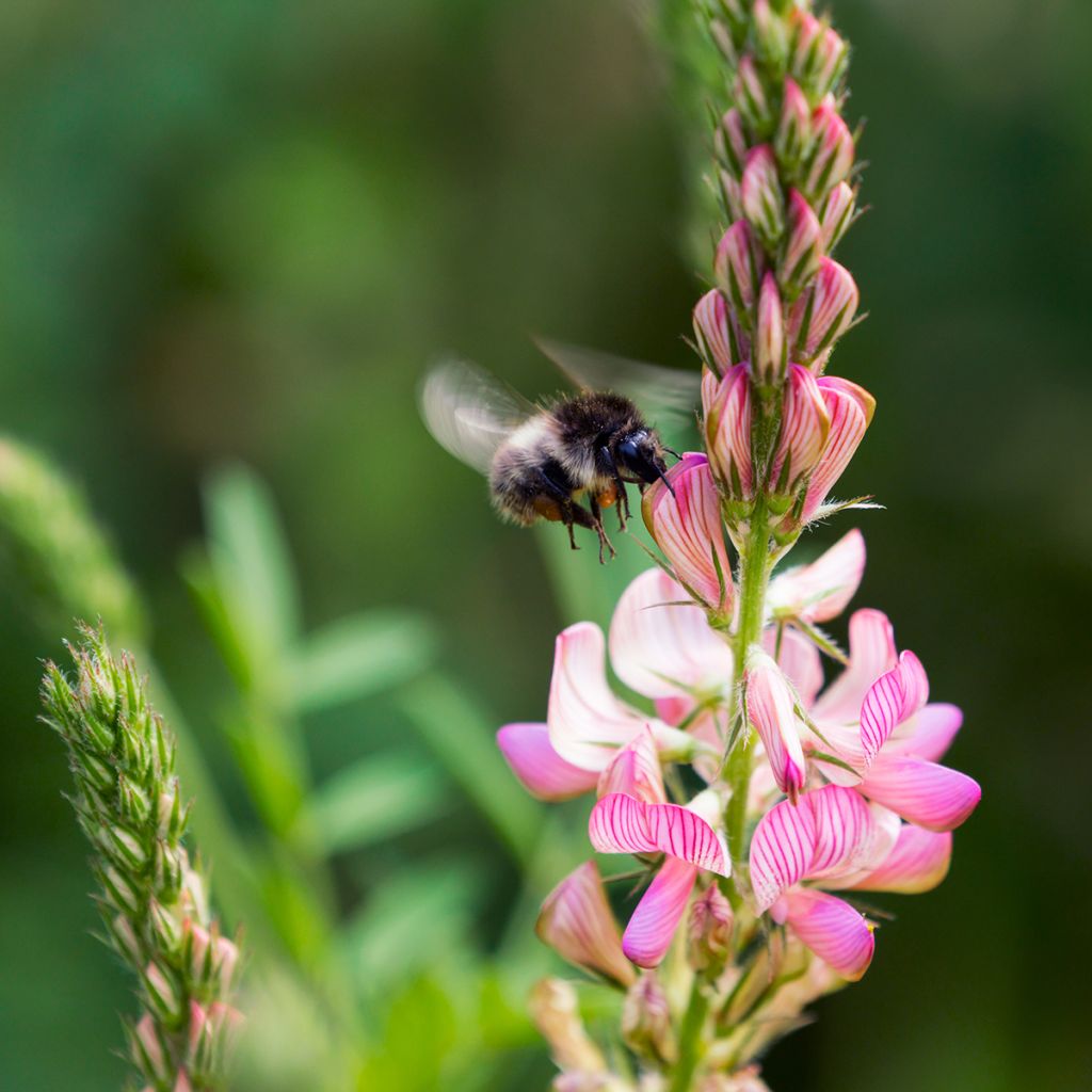 Onobrychis viciifolia - seeds