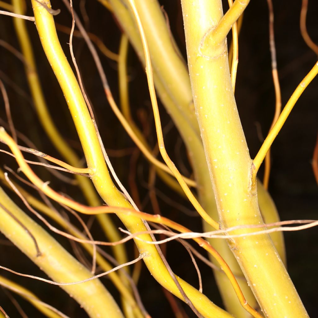 Salix matsudana Caradoc - Corkscrew Willow