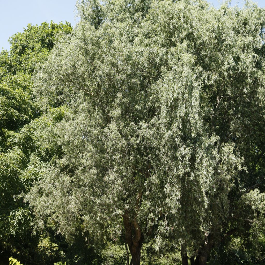 Salix alba Dart's Snake - White Willow