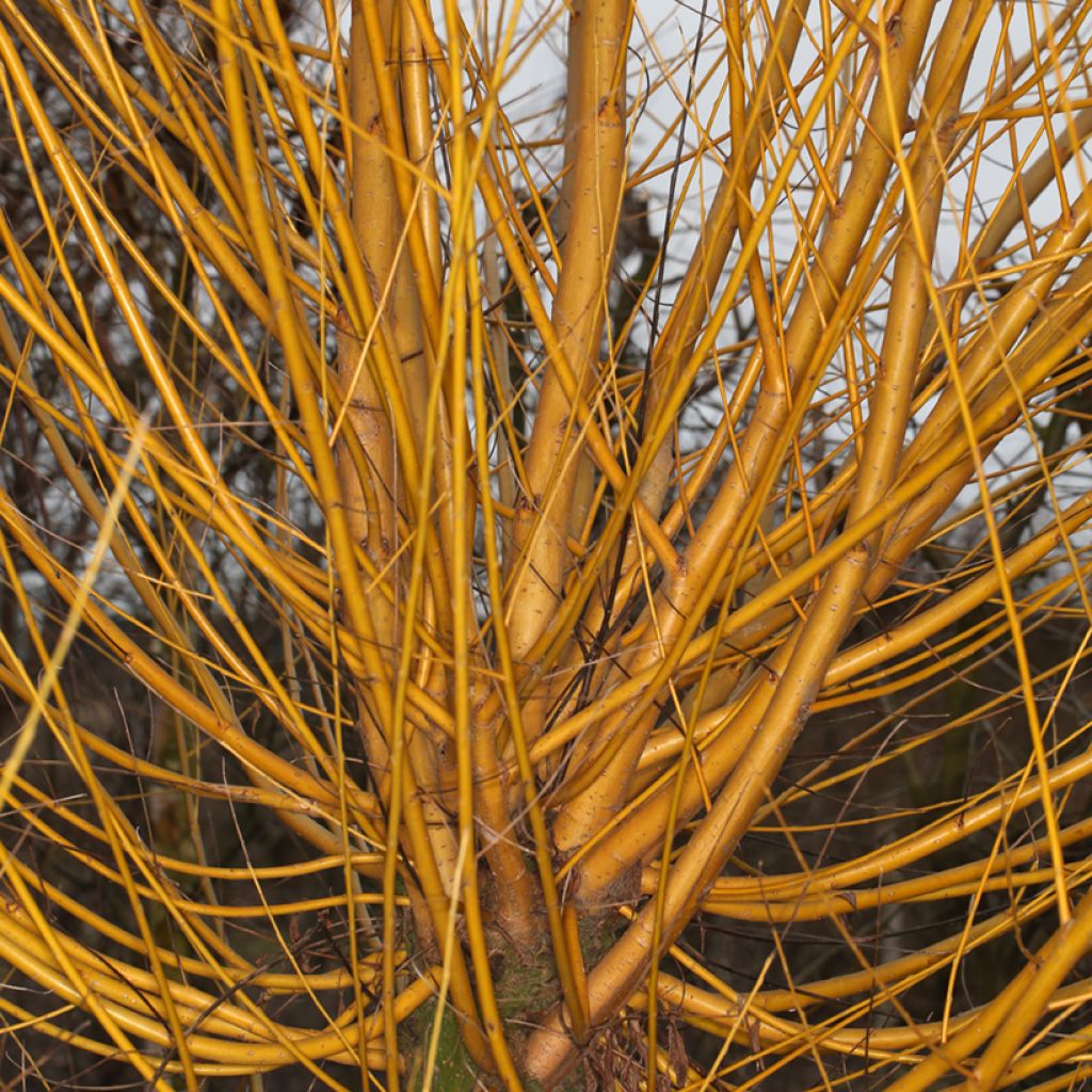 Salix alba Golden Ness - White Willow