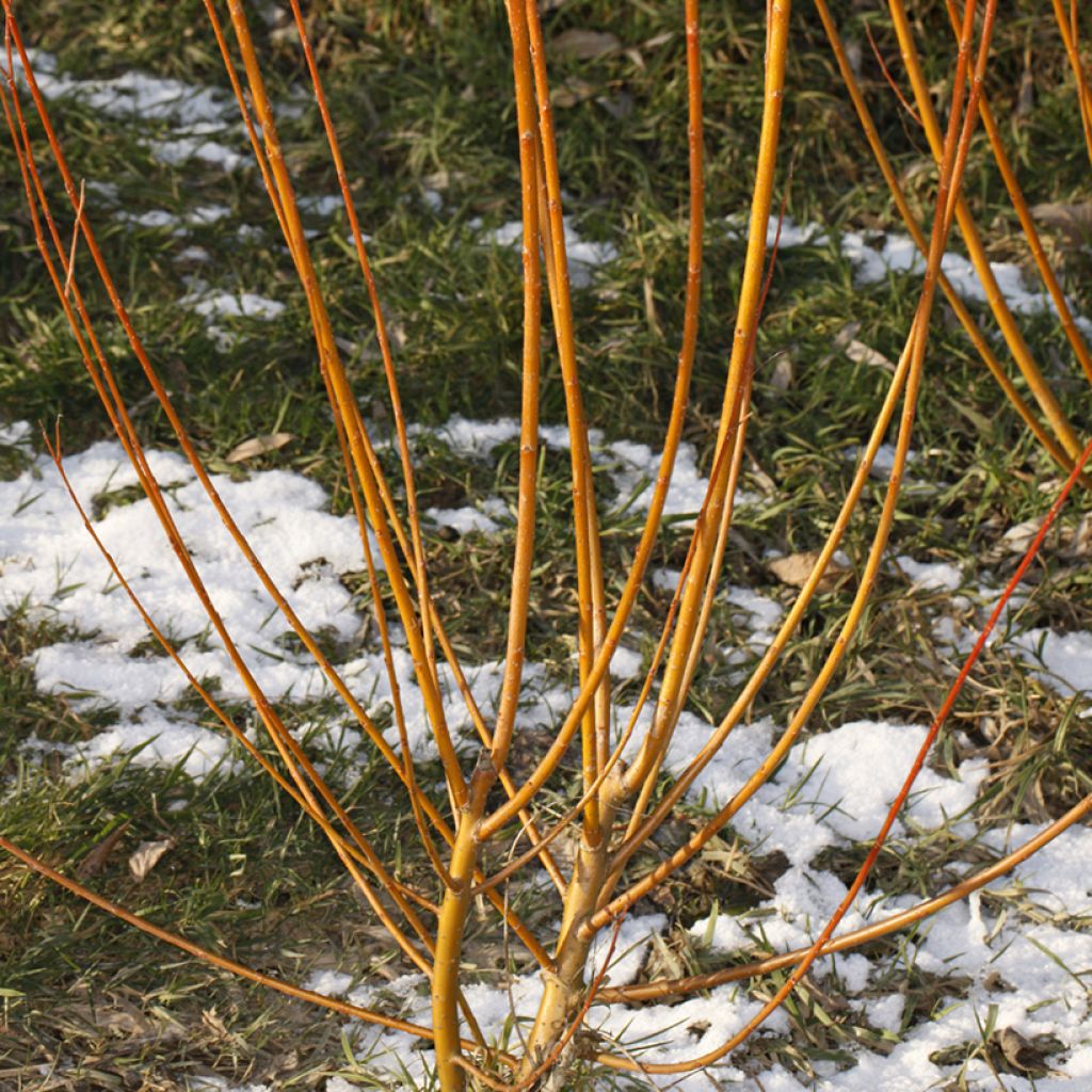 Salix alba Strachowo - White Willow