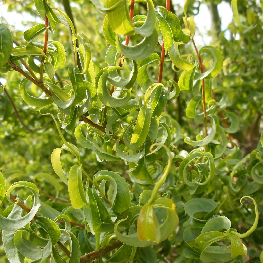 Salix caprea Curly Locks - Great Sallow