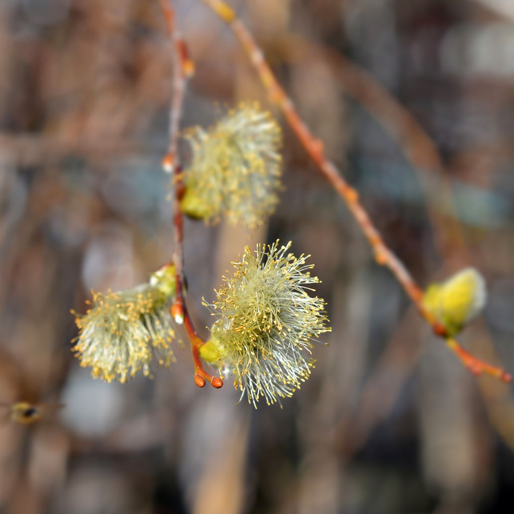 Salix caprea Curly Locks - Great Sallow