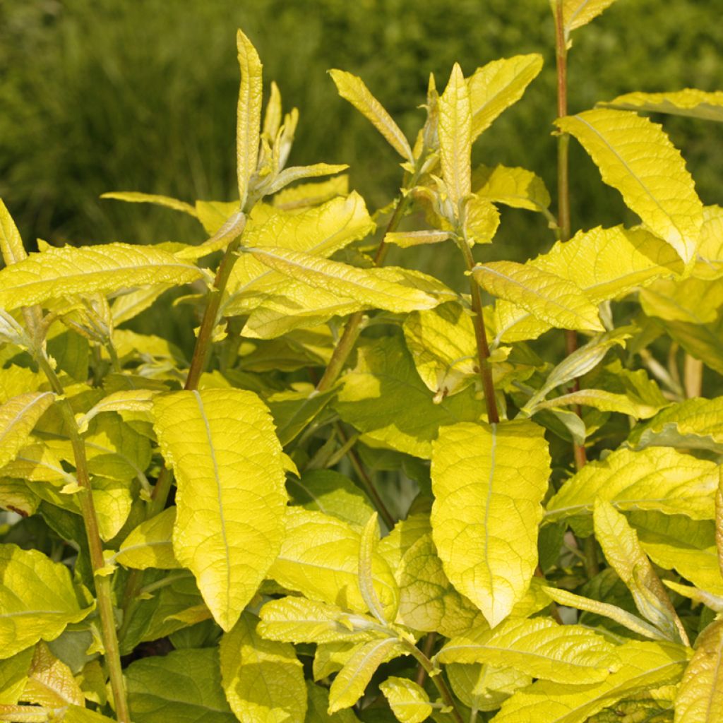 Salix caprea Ogon - Goat Willow