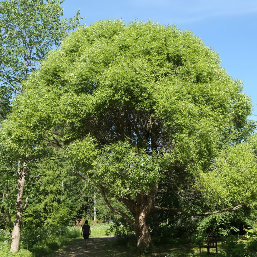 Salix x fragilis var. bullata - Crack Willow