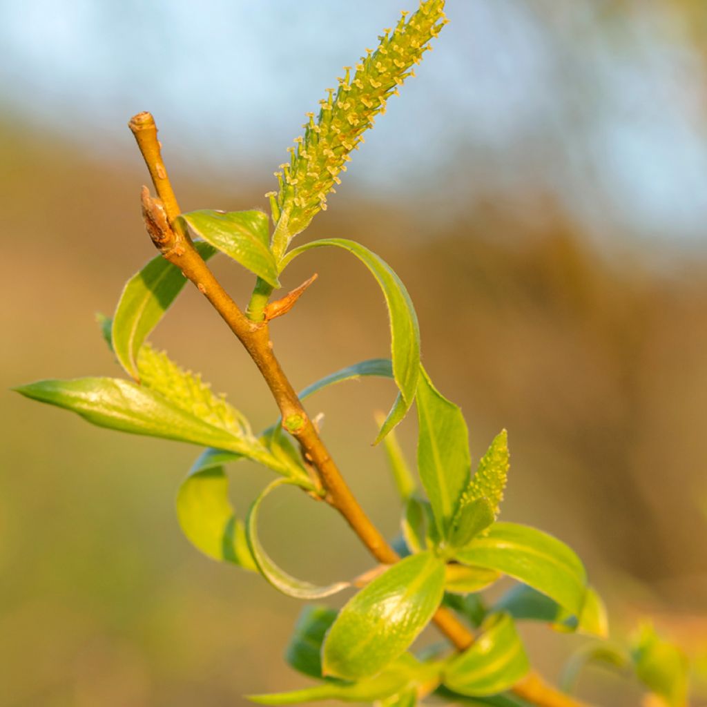 Salix fragilis - Saule fragile