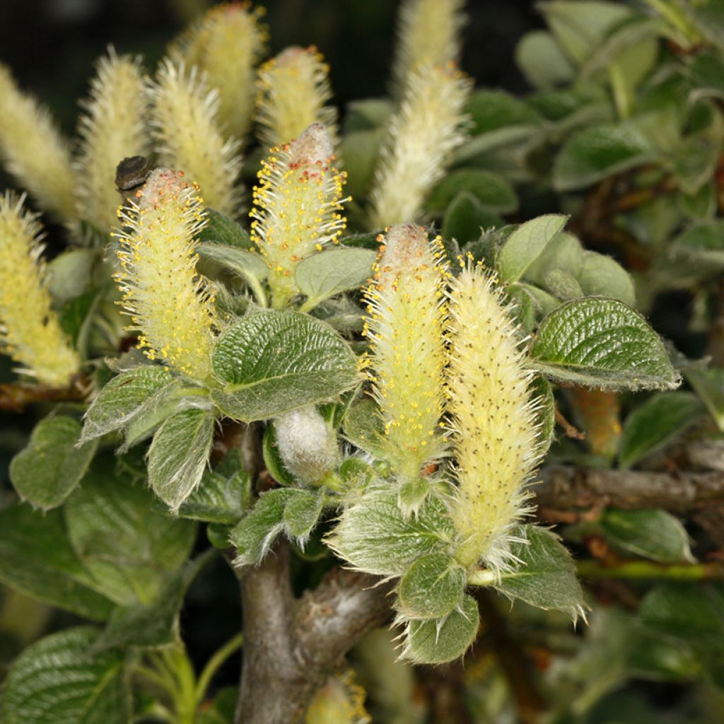 Salix kurilensis - Willow