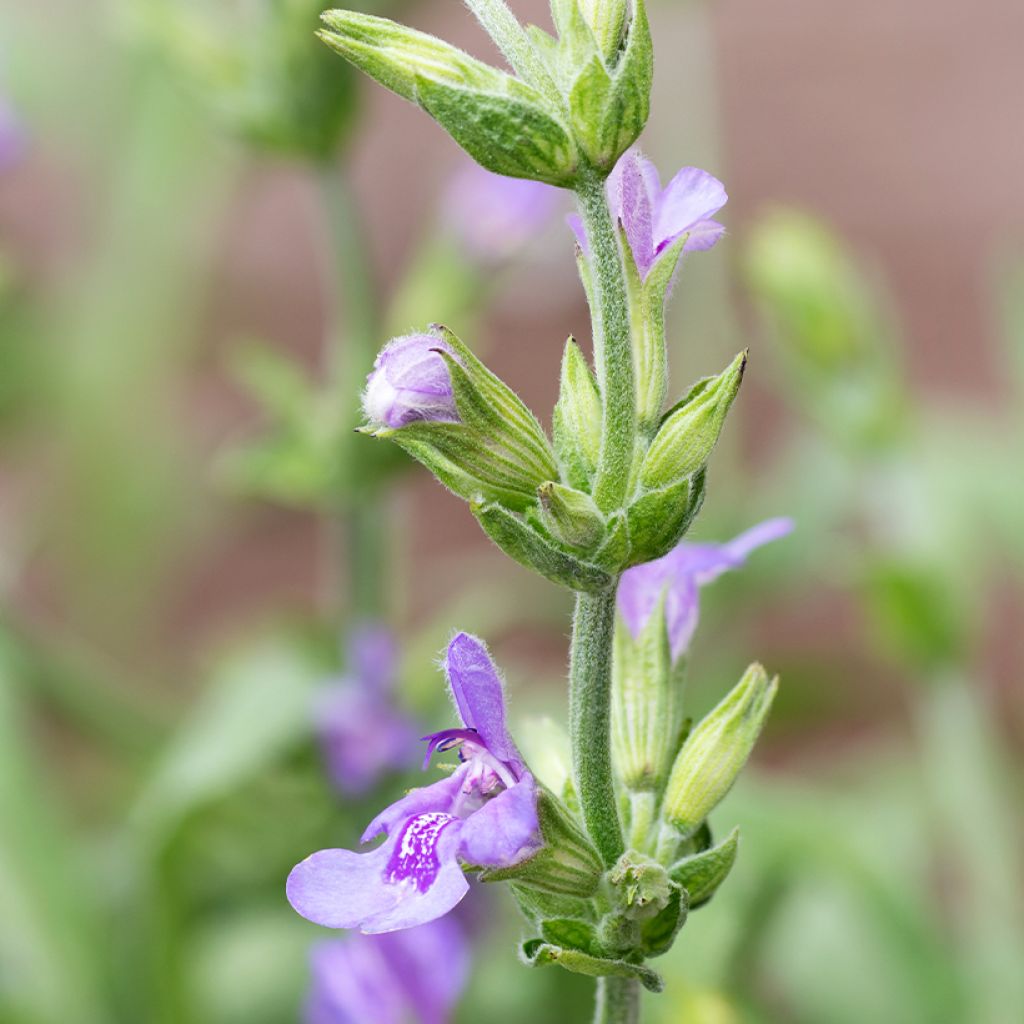 Salvia lavandulifolia 