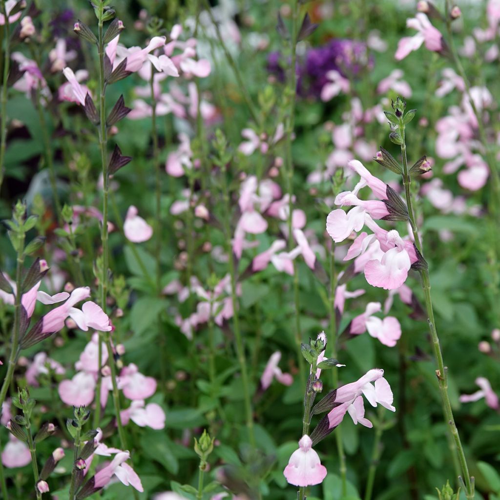 Salvia microphylla Anduus - sauge arbustive