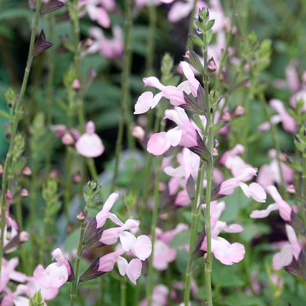 Salvia microphylla Anduus - sauge arbustive