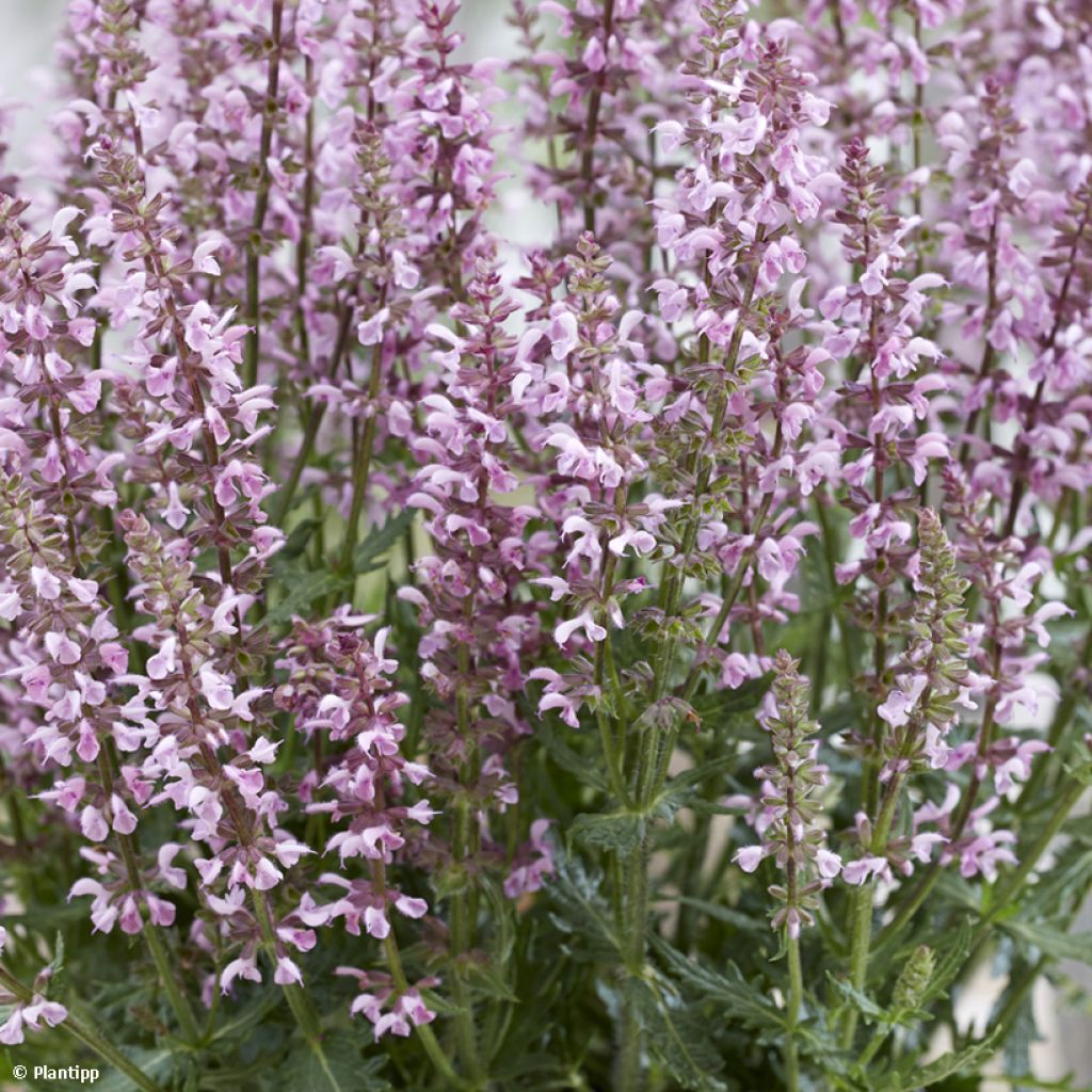 Salvia nemorosa Feathers Flamingo - Sauge des bois 