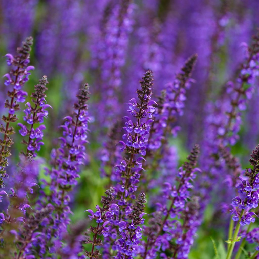 Salvia nemorosa Mainacht - Woodland Sage