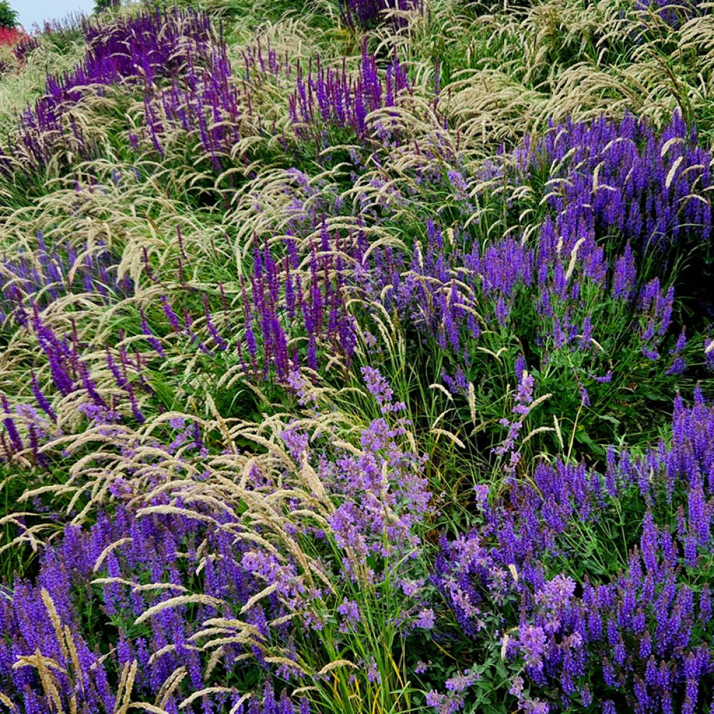 Salvia nemorosa Mainacht - Woodland Sage