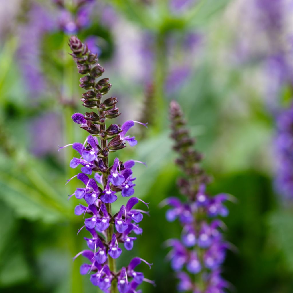 Salvia nemorosa Mainacht - Woodland Sage