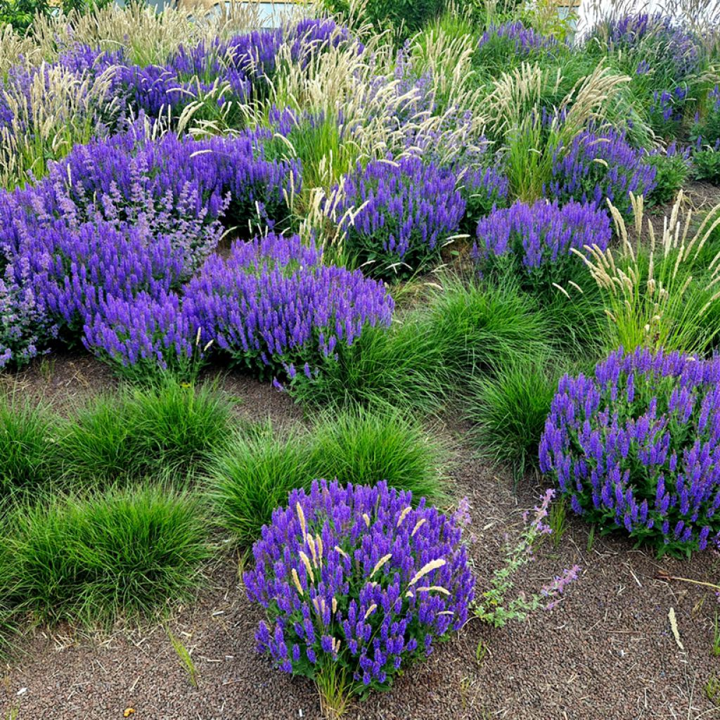 Salvia nemorosa Mainacht - Wood sage - Perennial with intense blue ...