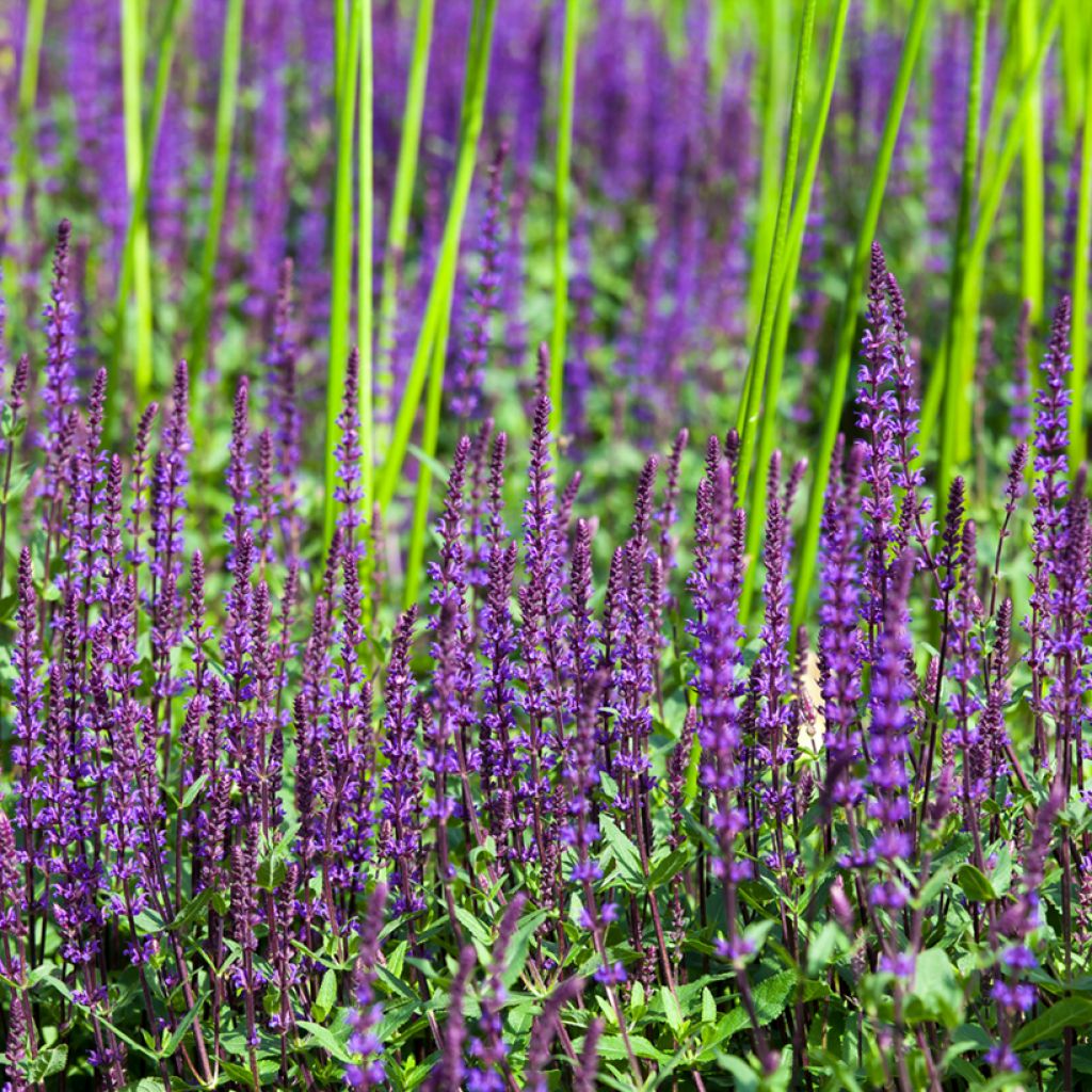 Salvia nemorosa Ostfriesland - Woodland Sage