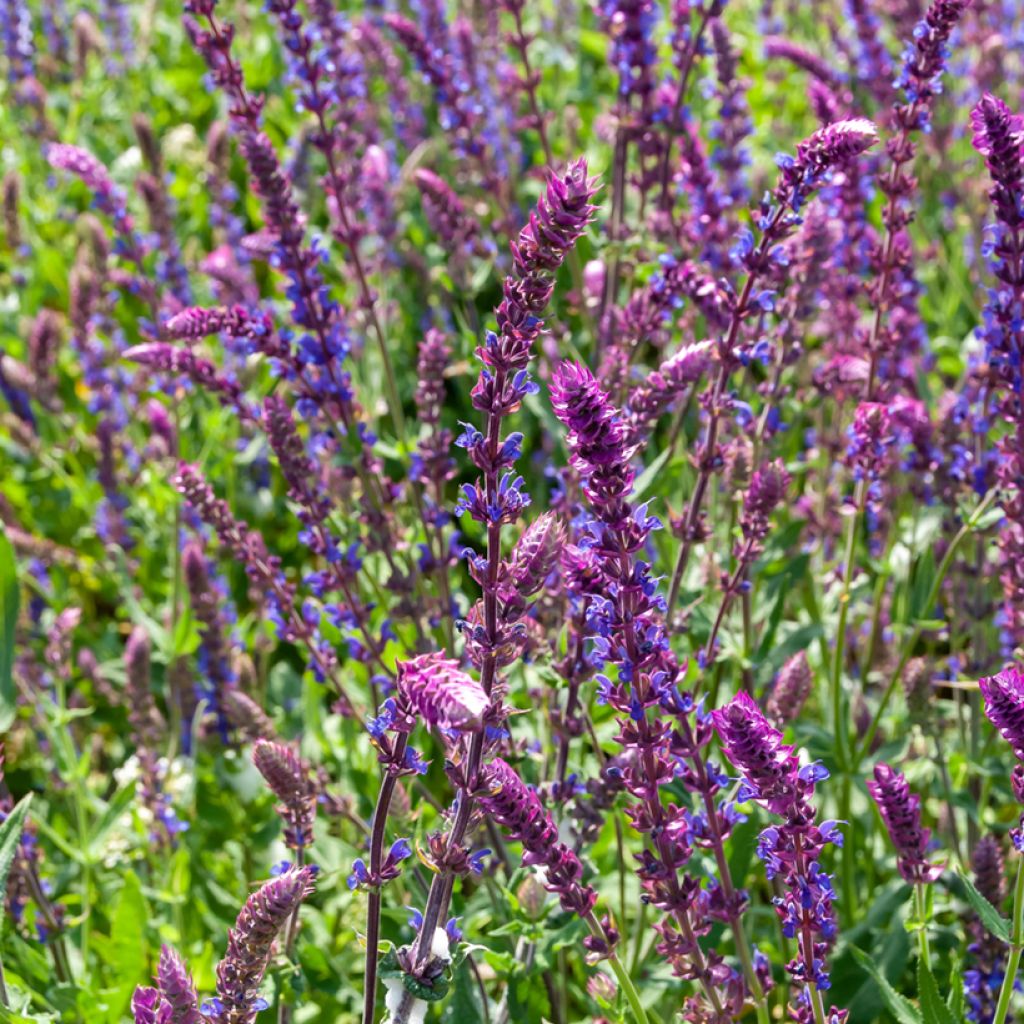 Salvia nemorosa Ostfriesland - Woodland Sage