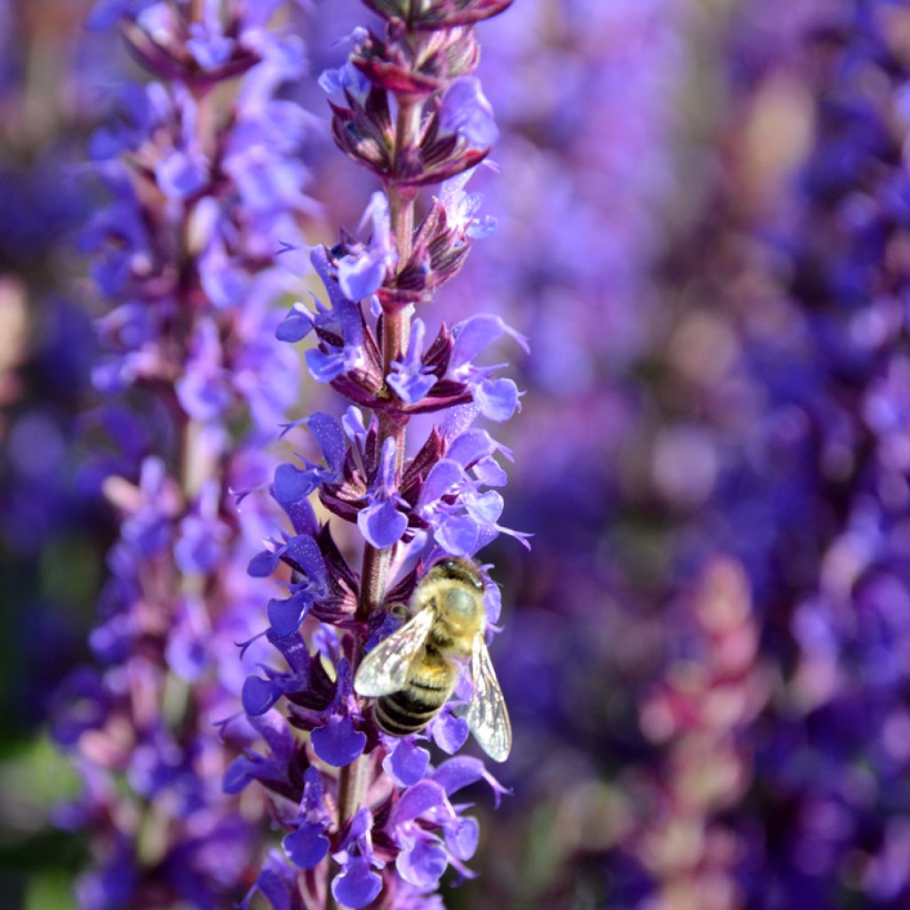 Salvia nemorosa Ostfriesland - Woodland Sage