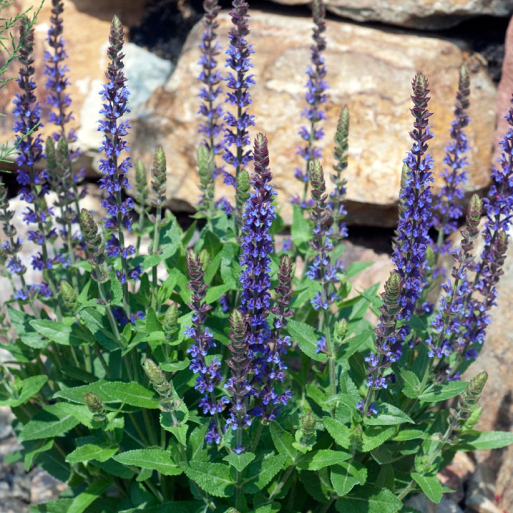 Salvia nemorosa Ostfriesland - Woodland Sage