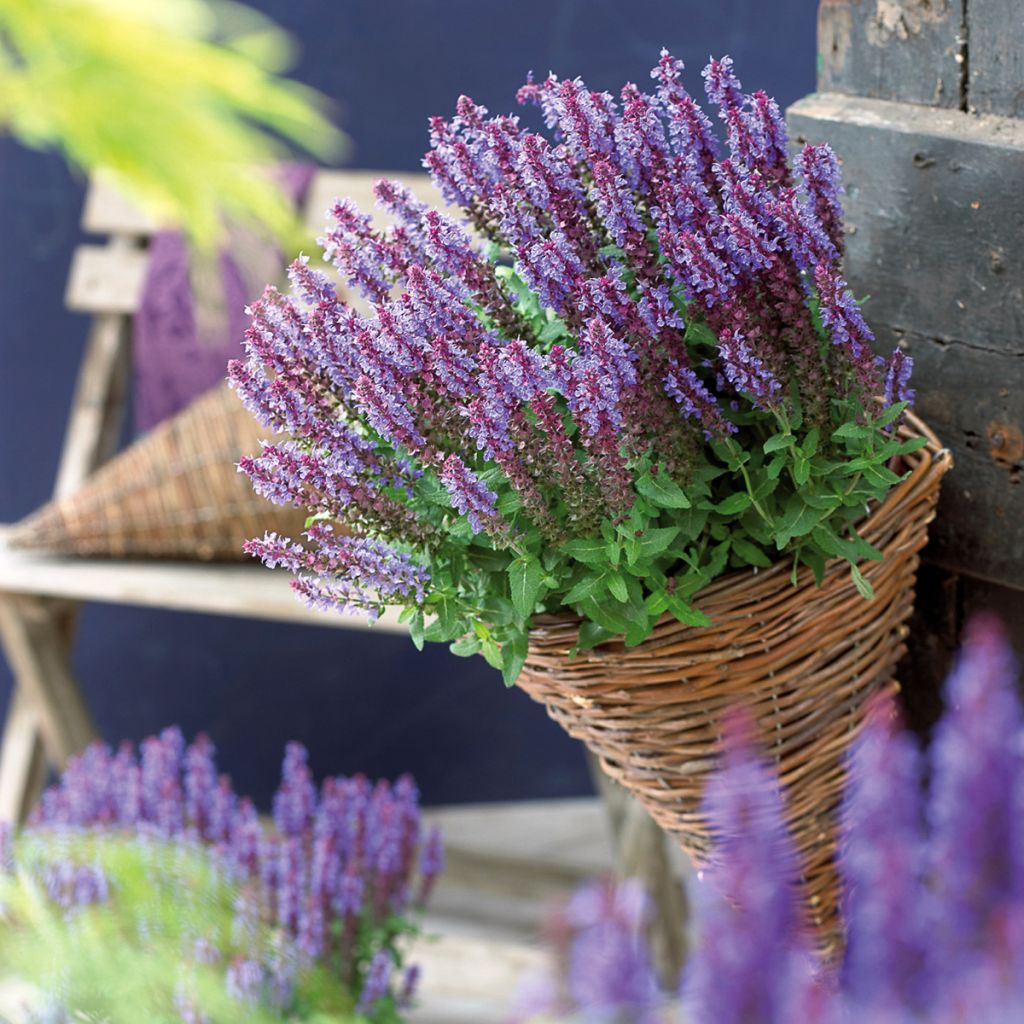 Salvia nemorosa Sensation Deep Blue - Woodland Sage